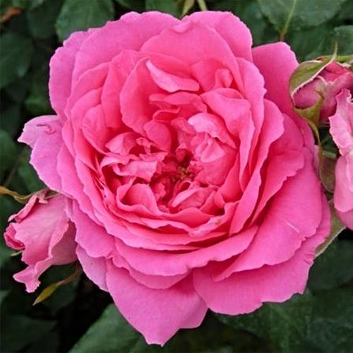 Vendita, rose rose climber - rosa - Rosa Pink Cloud - rosa mediamente profumata - Boerner - Jackson & Perkins - ,-